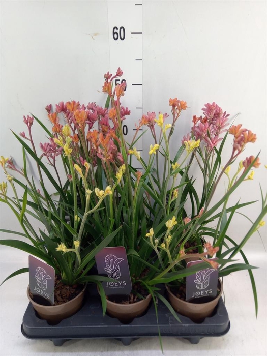 <h4>Anigozanthos   ...mix</h4>