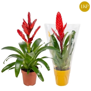 Vriesea 'Venga'