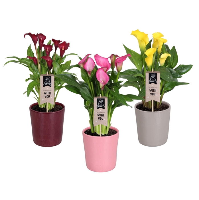 <h4>Zantedeschia gemengd Calla Moederdag mix in Tico keramiek</h4>