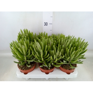 Senecio   ...