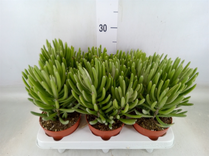 <h4>Senecio   ...</h4>