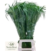 Panicum Fountain