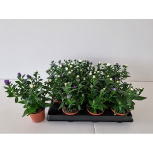 ASTER-HYBRID p6 DUO