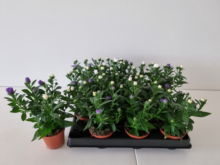 <h4>ASTER-HYBRID p6 DUO</h4>