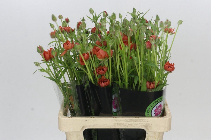 <h4>Ranunculus Natura Moderna Allegria</h4>