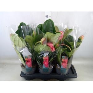 Medinilla magnifica 'Flamenco'
