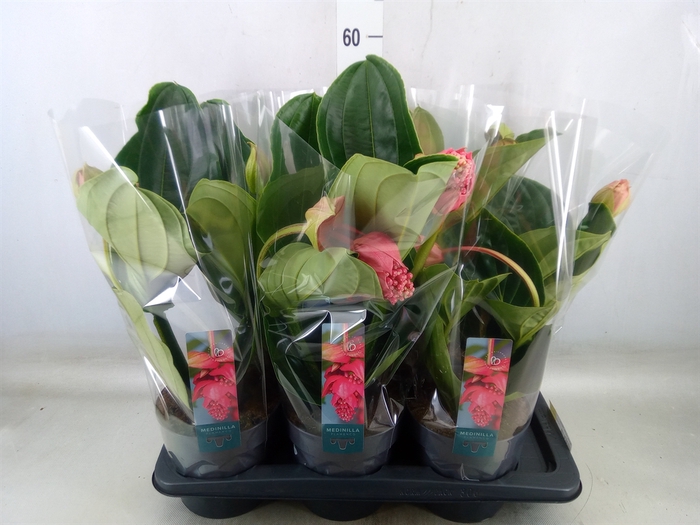<h4>Medinilla magnifica 'Flamenco'</h4>