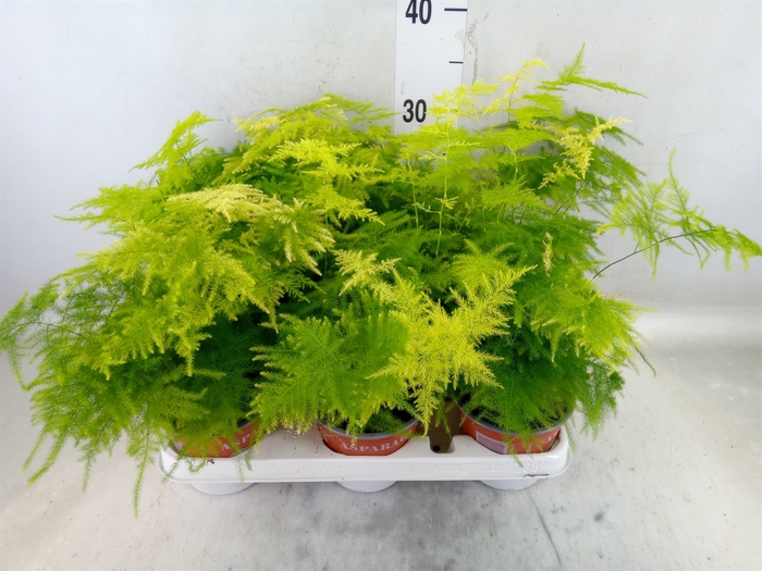 <h4>Asparagus setaceus</h4>