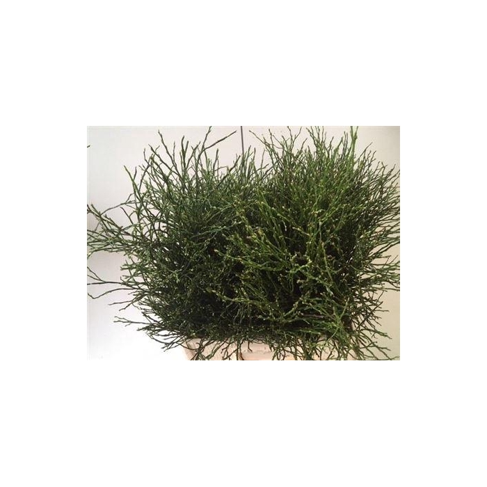 <h4>Vaccinium Myrtillus</h4>