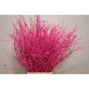 Berk 70cm Cerise Pbs