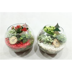 7453 BOLGLAS ROOD/WIT