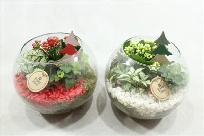 <h4>7453 BOLGLAS ROOD/WIT</h4>