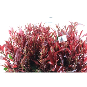 FOLHAGEM PHOTINIA VERMELHO 070 CM