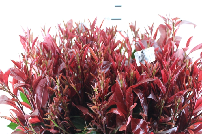 FOLHAGEM PHOTINIA VERMELHO 070 CM