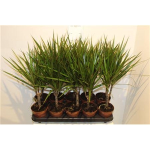 Dra Marginata