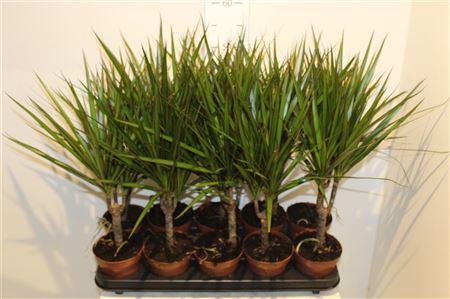 <h4>Dra Marginata</h4>