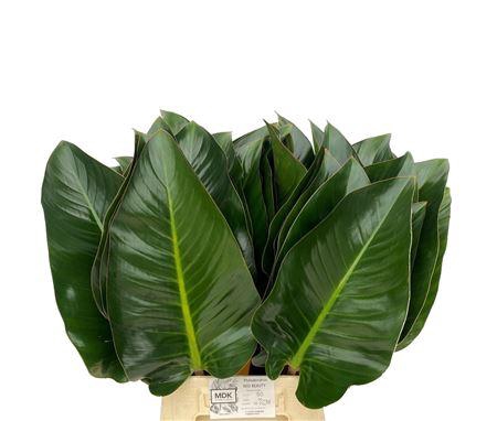<h4>Philodendron Red Beauty</h4>