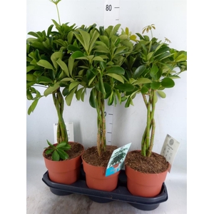 Schefflera arbor. 'Compacta'