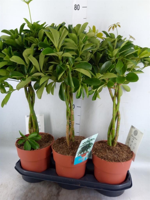<h4>Schefflera arbor. 'Compacta'</h4>