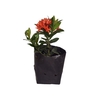 IXORA MINI VERMELHO SAQ 30