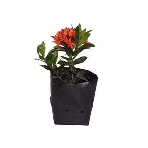IXORA MINI VERMELHO SAQ 30