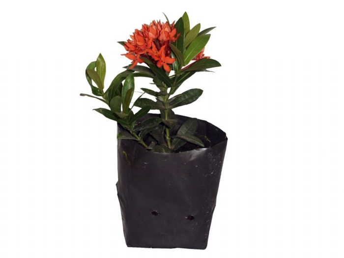 <h4>IXORA MINI VERMELHO SAQ 30</h4>