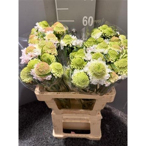 Scabiosa Vanilla