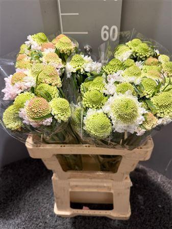 <h4>Scabiosa Vanilla</h4>