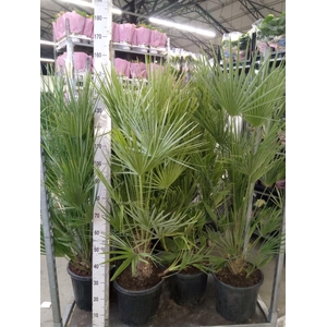 Chamaerops humilis