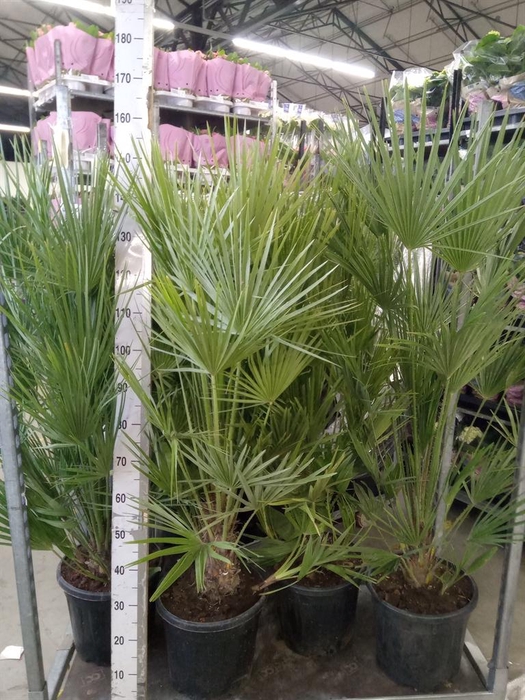 <h4>Chamaerops humilis</h4>