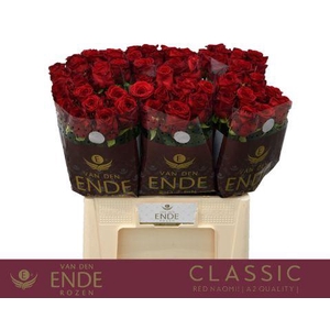 R GR RED NAOMI! CLASSIC A2 60cm A2