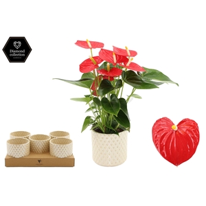 Anthurium 12 cm Esudo in Diamond Pearl Travertine ceramics