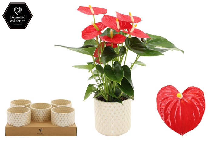 <h4>Anthurium 12 cm Esudo in Diamond Pearl Travertine ceramics</h4>