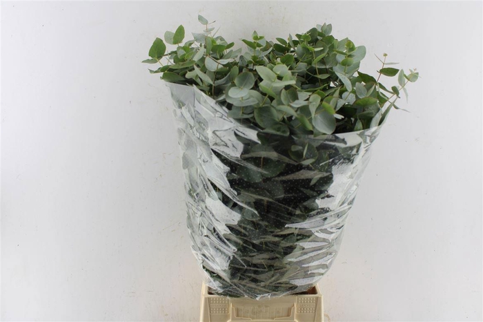 <h4>EUC CINEREA PER BOS</h4>