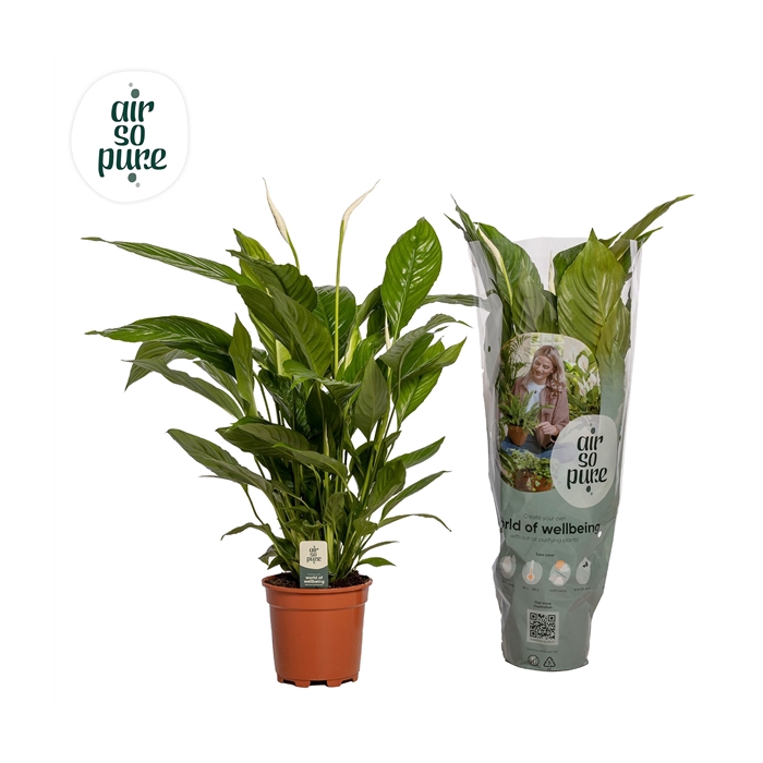 <h4>Spathiphyllum 17 cm Vivaldi Air So Pure</h4>