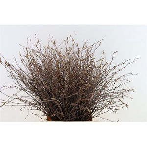 Berk Kort Naturel Met Vrucht 60cm Per Bunch