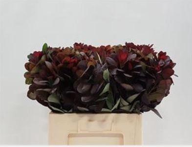 <h4>Coti C Royal Purple</h4>