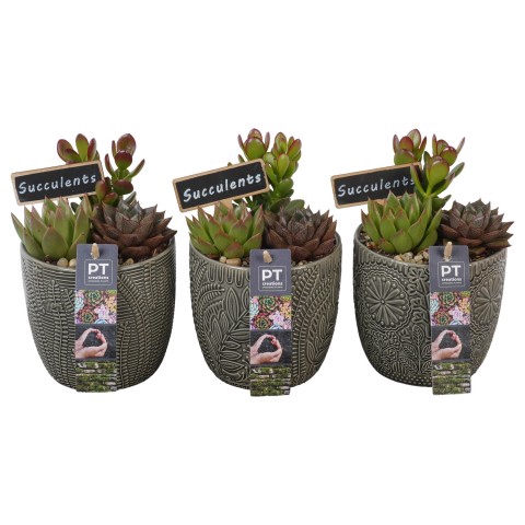 <h4>Opm Pt PTSU8436 Succ Keramiek Pot</h4>