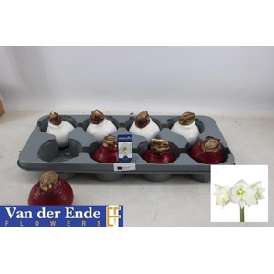 BLOEMBOL HIPPEASTRUM