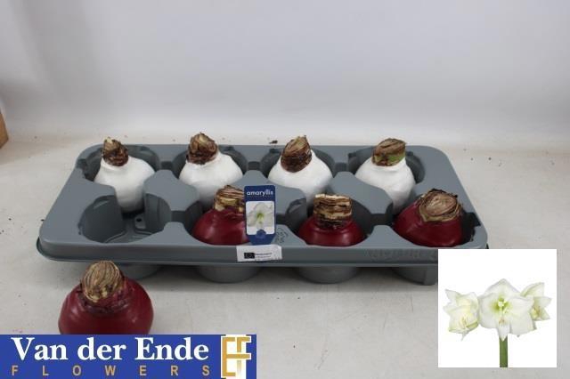 <h4>BLOEMBOL HIPPEASTRUM</h4>