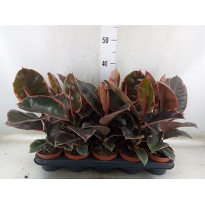 Ficus elastica 'Belize'