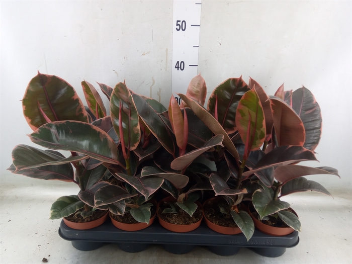 <h4>Ficus elastica 'Belize'</h4>