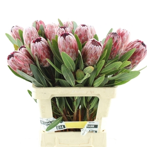 Protea Pink Ice