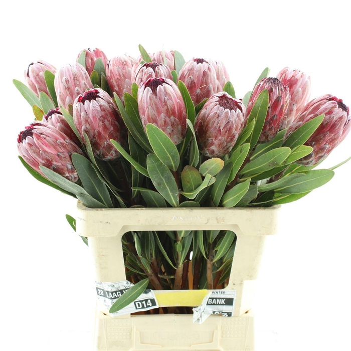 Protea Pink Ice