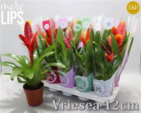 Vries Gem 8 Srt