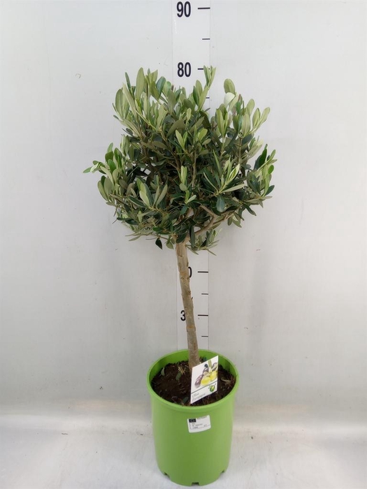 <h4>Olea europaea</h4>