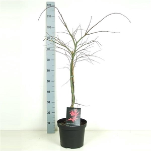 Acer palmatum 'Inaba-shidare' P26