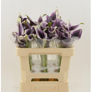 Calla Dubai Night | Dubbelbloemig