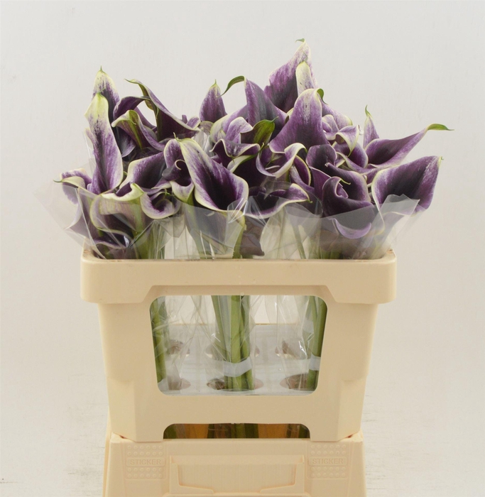 <h4>Calla Dubai Night | Dubbelbloemig</h4>