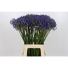Agapanthus FU 'Atlantic Ocean'